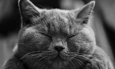 cats adorable
